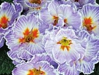 Примула бесстебельная (Sirococco F1)