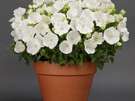 Колокольчик карпатский (Rapido F1)