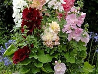 Мальва (Штокроза) розовая (Spring Celebrities)