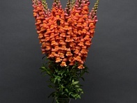 Львиный зев (Антирринум) большой (Cool F1)