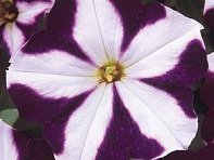 Петуния многоцветковая (Mirage F1)