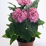 Пентас ланцетовидный (Pentas lanceolata)