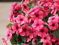 Катарантус розовый (Tattoo)