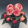 Бегония клубневая махровая (Begonia tuberhybrida)