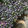 Виола рогатая (Viola cornuta)