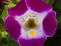 Торения Фурнье (Hi-Lite)