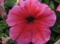Петуния крупноцветковая