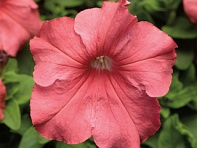 Петуния крупноцветковая (Tritunia F1)