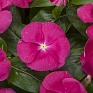 Катарантус розовый ампельный (Vinca rosea)