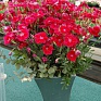 Гвоздика гибридная махровая (Dianthus interspecific)