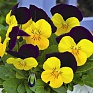 Виола рогатая (Viola cornuta)
