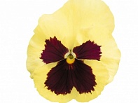 Виола виттрока