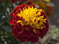 Бархатцы отклоненные (Cresta)