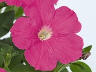 Петуния ампельная гибридная