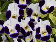 Торения Фурнье (Hi-Lite)