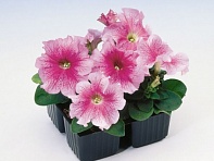 Петуния крупноцветковая (Tango F1)