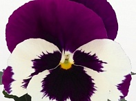 Виола виттрока