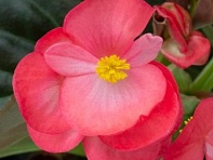 Бегония гибридная (бронзовая листва) (Bionic F1)