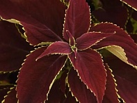 Колеус гибридный (Premium Sun)