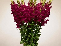 Львиный зев (Антирринум) большой (Potomac F1)