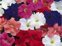 Петуния крупноцветковая (Tritunia F1)