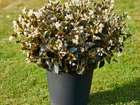 Бегония гибридная (бронзовая листва) (Sensacia F1)