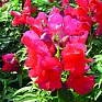 Львиный зев (Антирринум) большой (Antirrhinum majus)