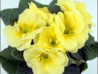 Примула бесстебельная (Grandissima F1) Примула бесстебельная (Grandissima F1)