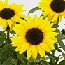 Подсолнечник летний (Helianthus annuus) Подсолнечник летний (Helianthus annuus)