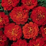 Бархатцы отклоненные (Tagetes patula) Бархатцы отклоненные (Tagetes patula)