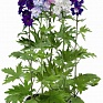 Дельфиниум высокий (Delphinium elatum)