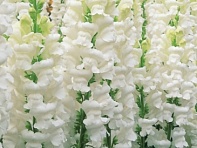 Львиный зев (Антирринум) большой (Opus F1)