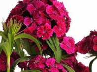 Гвоздика турецкая (Dash F1)