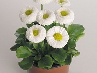 Маргаритка многолетняя (Speedstar Plus)