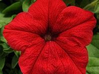 Петуния крупноцветковая (генетически компактная) (Ez Rider F1)