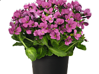 Арабис кавказский (Catwalk)