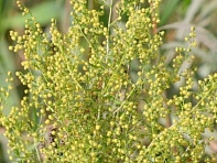 Полынь однолетняя ()