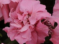 Петуния многоцветковая махровая (Duo F1) Петуния многоцветковая махровая (Duo F1)