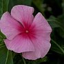 Катарантус розовый (Vinca rosea)