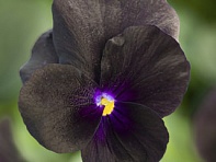 Виола рогатая (Penny F1) Виола рогатая (Penny F1)