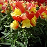 Львиный зев (Антирринум) большой (Antirrhinum majus)