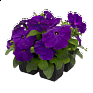 Петуния многоцветковая (генетически компактная) (Petunia multiflora)