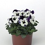 Виола рогатая (Viola cornuta)