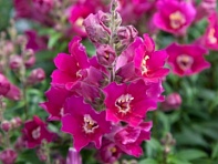 Львиный зев (Антирринум) большой (Antiquity F1)