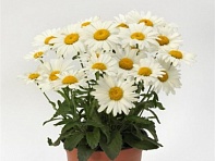 Нивяник превосходный (White Lion F1)