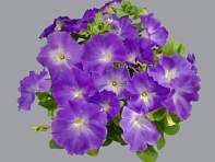 Петуния многоцветковая (генетически компактная) (Mambo GP F1) Петуния многоцветковая (генетически компактная) (Mambo GP F1)