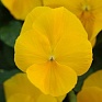 Виола виттрока ампельная (Viola wittrockiana)