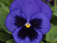 Виола виттрока (Spring Matrix F1)