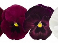 Виола виттрока