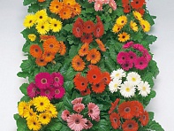 Гербера Джемсона (Royal F1)